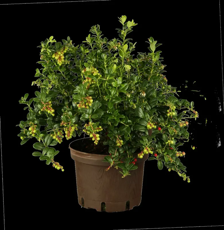 vaccinium vitis-idaea (30- 40cm) - afbeelding 1