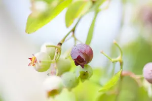 vaccinium vitis-idaea (30- 40cm) - afbeelding 2