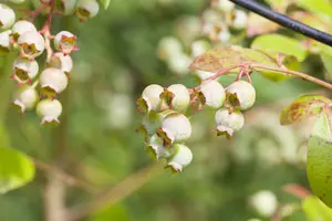 vaccinium vitis-idaea (30- 40cm) - afbeelding 3