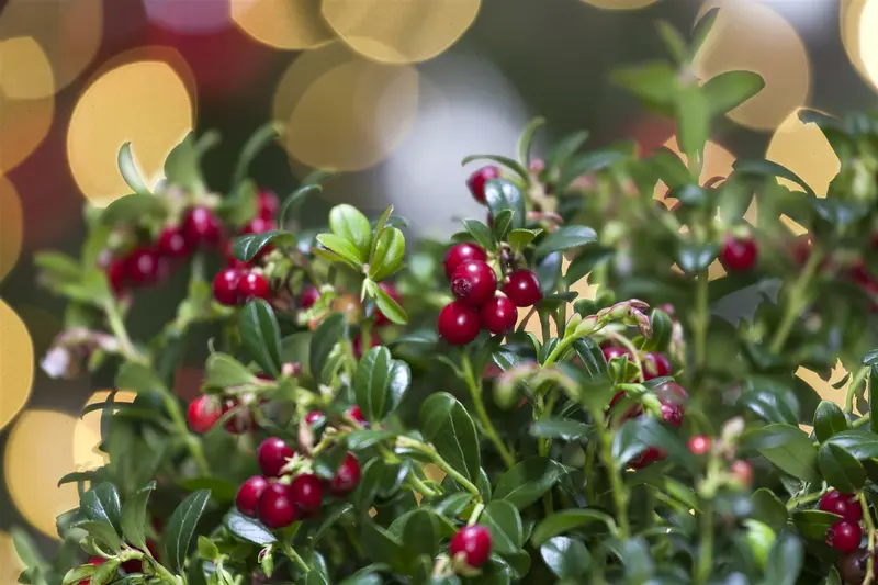 vaccinium vitis-idaea (30- 40cm) - afbeelding 4