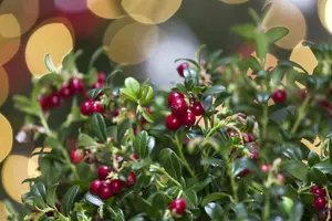 vaccinium vitis-idaea (30- 40cm) - afbeelding 4
