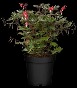 dicentra hybr. 'valentine' P9 - afbeelding 5