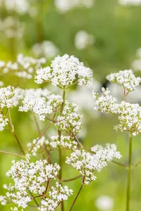 Valeriana officinalis C2 - afbeelding 5