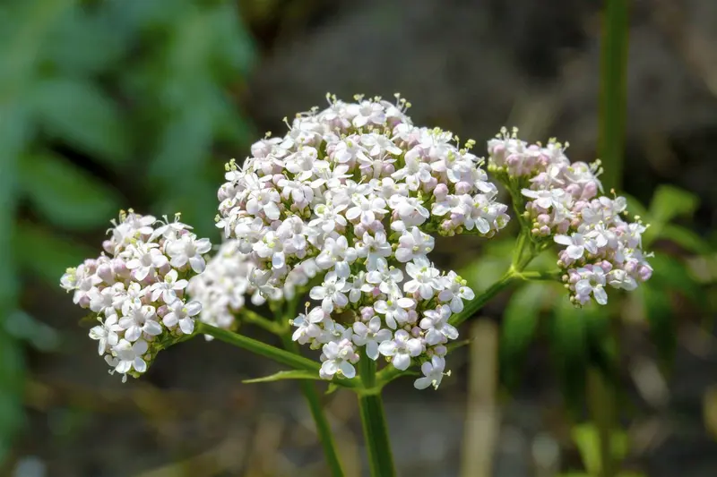 Valeriana officinalis C2 - afbeelding 3