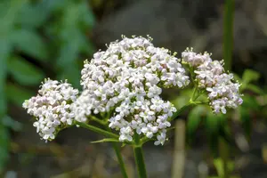 Valeriana officinalis C2 - afbeelding 3