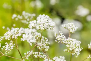 Valeriana officinalis C2 - afbeelding 4