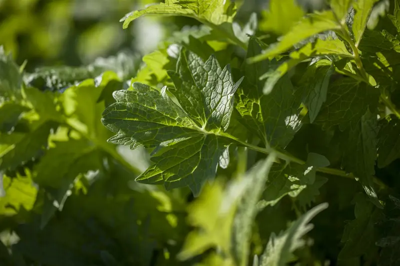 officinalis - afbeelding 6