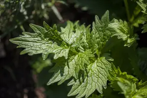 officinalis - afbeelding 7