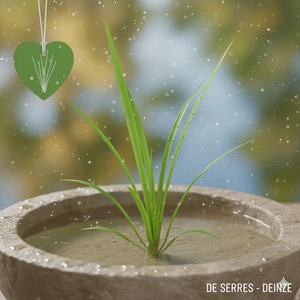 Vallisneria spiralis P9