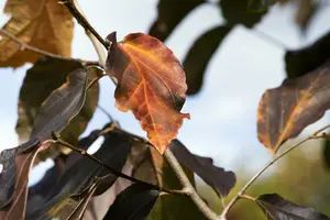 Vanessa parrotia - afbeelding 4