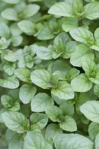 mentha x piperita f. citrata P9 - afbeelding 4