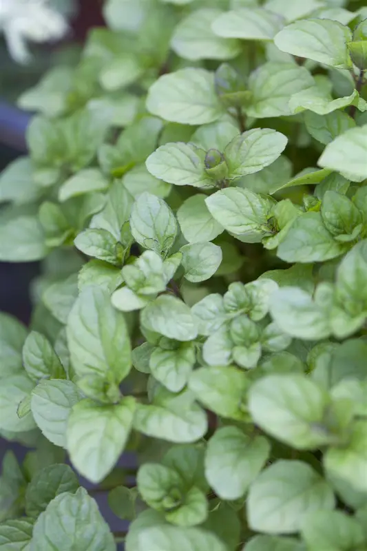 mentha x piperita f. citrata P9 - afbeelding 2