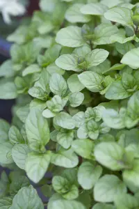 mentha x piperita f. citrata P9 - afbeelding 2