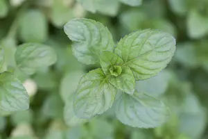 mentha x piperita f. citrata P9 - afbeelding 3