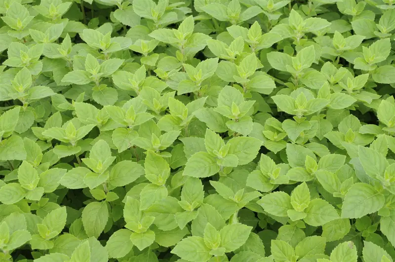 mentha x piperita f. citrata P9 - afbeelding 4