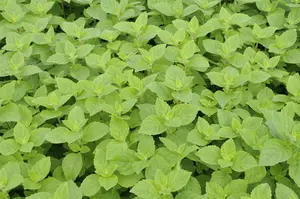 mentha x piperita f. citrata P9 - afbeelding 4