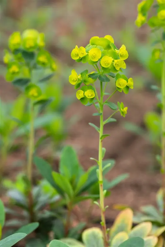 var. robbiae - afbeelding 2