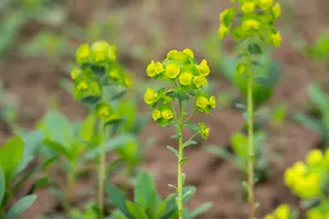 var. robbiae - afbeelding 4
