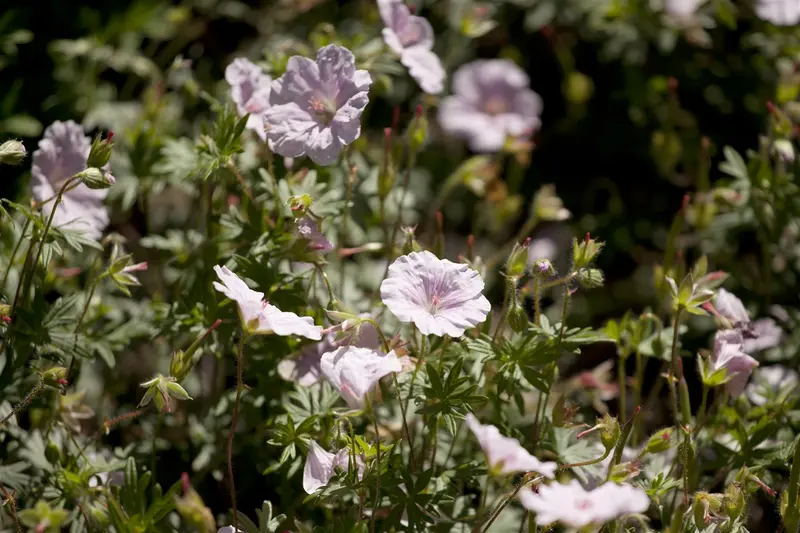 var. striatum - afbeelding 1