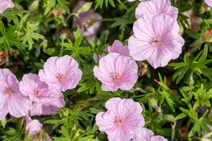 var. striatum - afbeelding 2