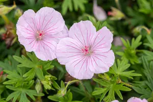 var. striatum - afbeelding 3