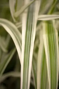 arundo donax 'versicolor' ('variegata') P9 - afbeelding 3