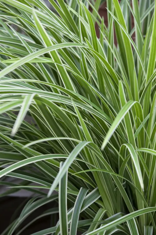 Variegata - afbeelding 1