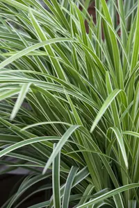 Variegata - afbeelding 1