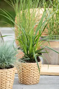 Variegata - afbeelding 3