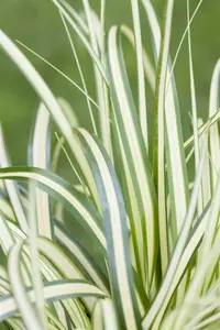 carex ornithopoda 'variegata' P9