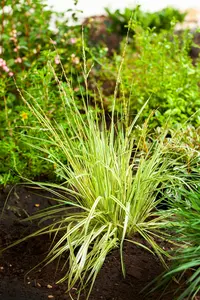 molinia caer. 'variegata' P9 - afbeelding 4