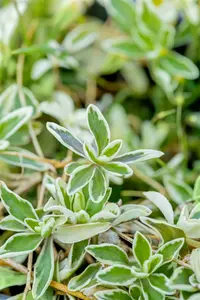 Arabis ferd.-coburgii 'Variegata' P9 - afbeelding 3