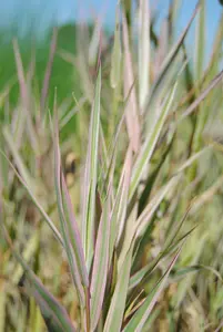 glyceria max. 'variegata' P9