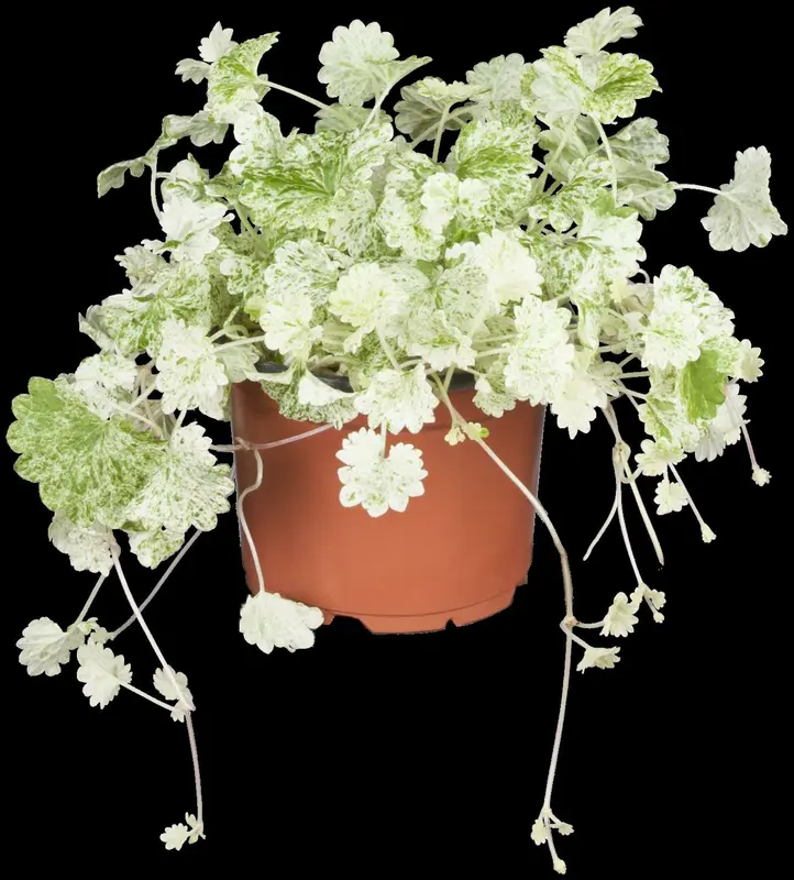 Variegata - afbeelding 2