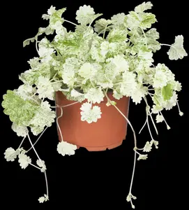 Variegata - afbeelding 2