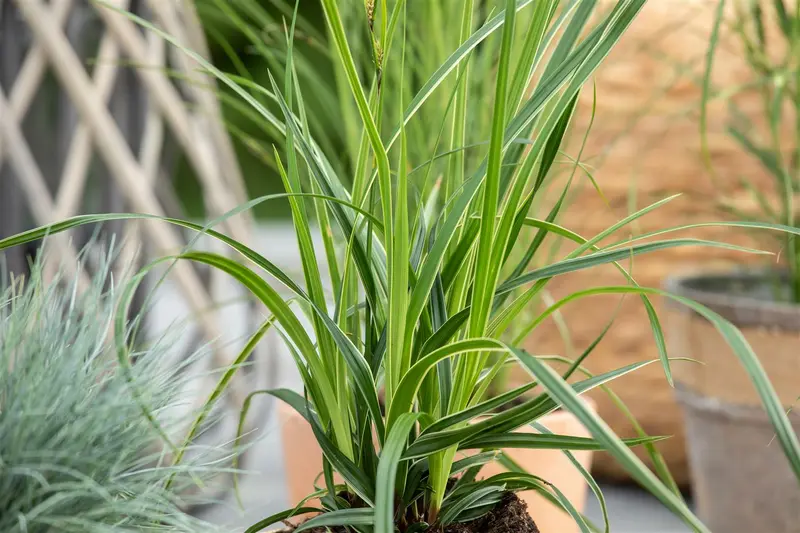 Variegata - afbeelding 2