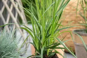 Variegata - afbeelding 2