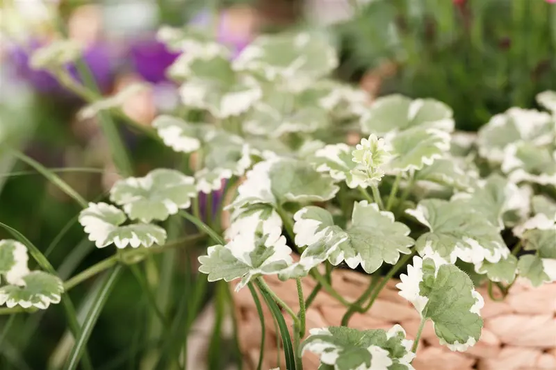 Variegata - afbeelding 3