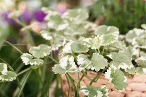 Variegata - afbeelding 3