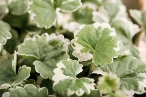 Variegata - afbeelding 4
