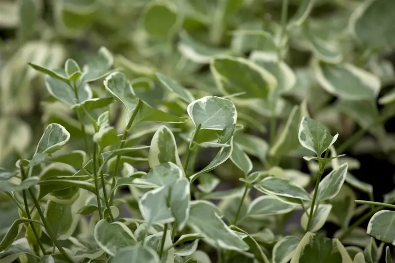 vinca major 'variegata' ('elegantissima') P9