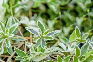 Arabis ferd.-coburgii 'Variegata' P9 - afbeelding 2