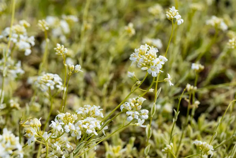 Arabis ferd.-coburgii 'Variegata' P9 - afbeelding 1