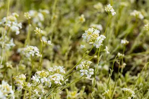 Arabis ferd.-coburgii 'Variegata' P9 - afbeelding 3