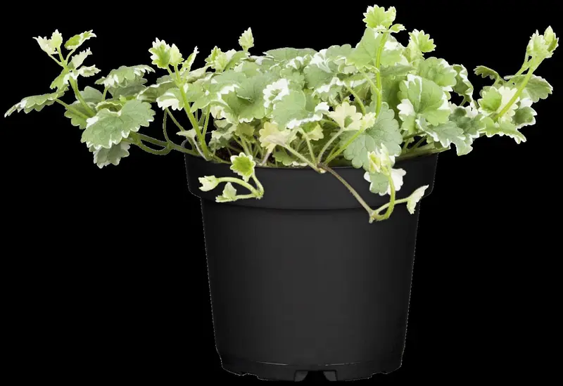 Variegata - afbeelding 1