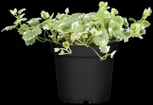 Variegata - afbeelding 10