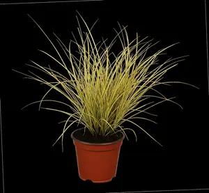 carex brun. 'variegata' P9 - afbeelding 2