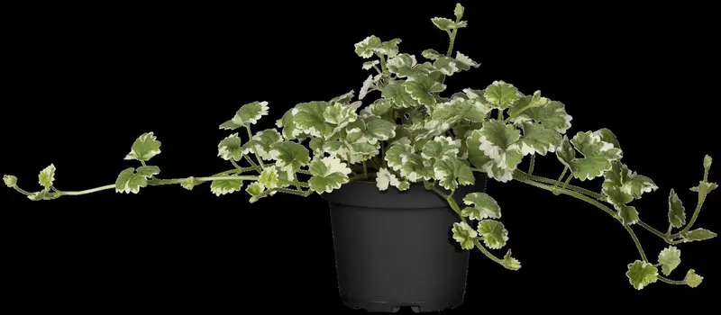 Variegata - afbeelding 5