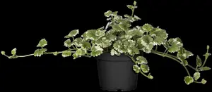 Variegata - afbeelding 5