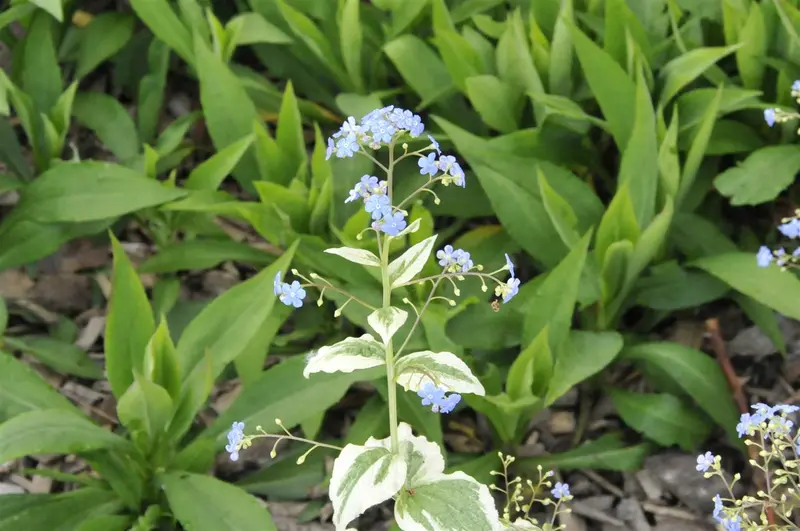 Variegata - afbeelding 1